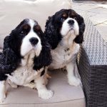 Bill and Ben 9 year old Tricolour Cavalier King Charles Spaniels for adoption