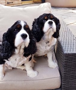 Bill and Ben 9 year old Tricolour Cavalier King Charles Spaniels for adoption