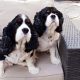 Bill and Ben 9 year old Tricolour Cavalier King Charles Spaniels for adoption
