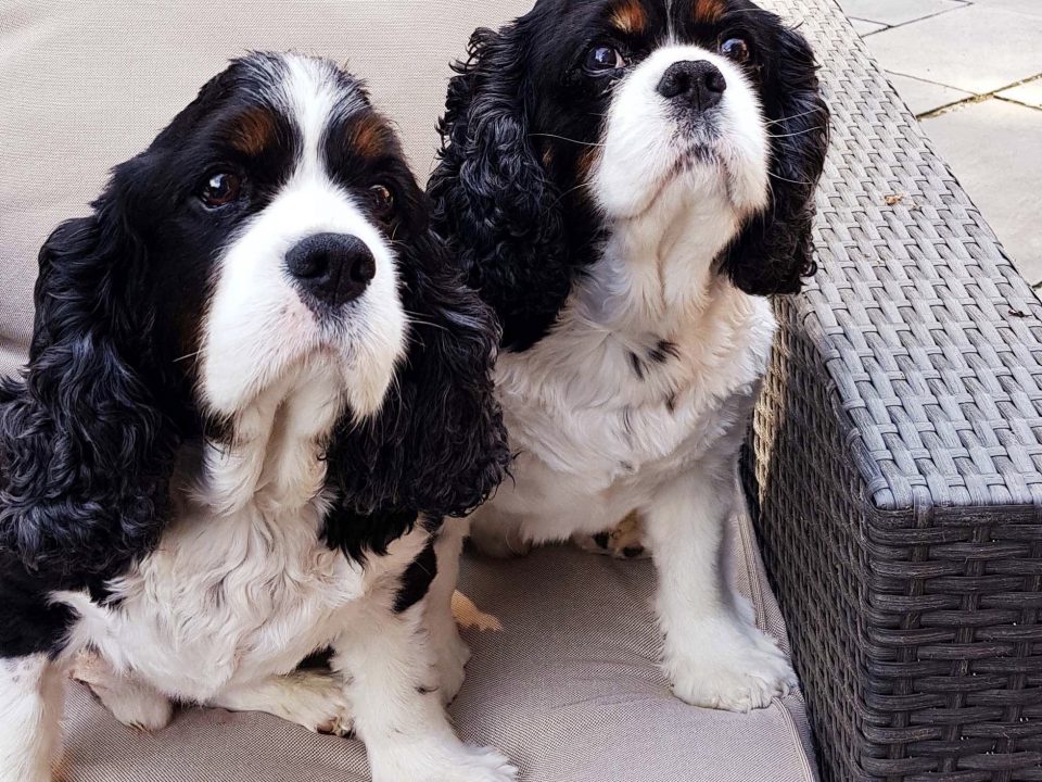 Bill and Ben 9 year old Tricolour Cavalier King Charles Spaniels for adoption