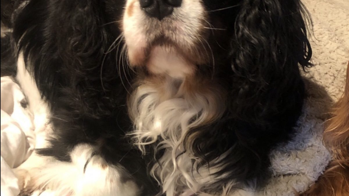 Sonny Tricolour Cavalier King Charles Spaniel age 5 years