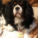 Sonny Tricolour Cavalier King Charles Spaniel age 5 years