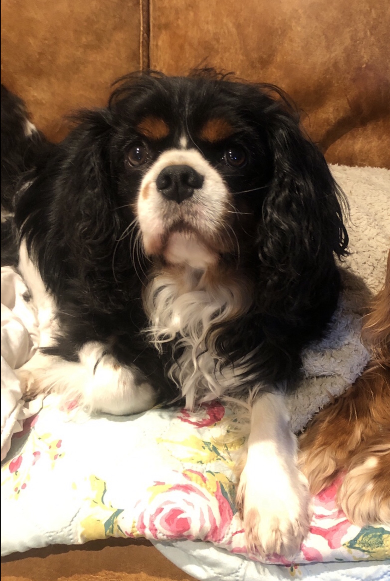 Sonny Tricolour Cavalier King Charles Spaniel age 5 years