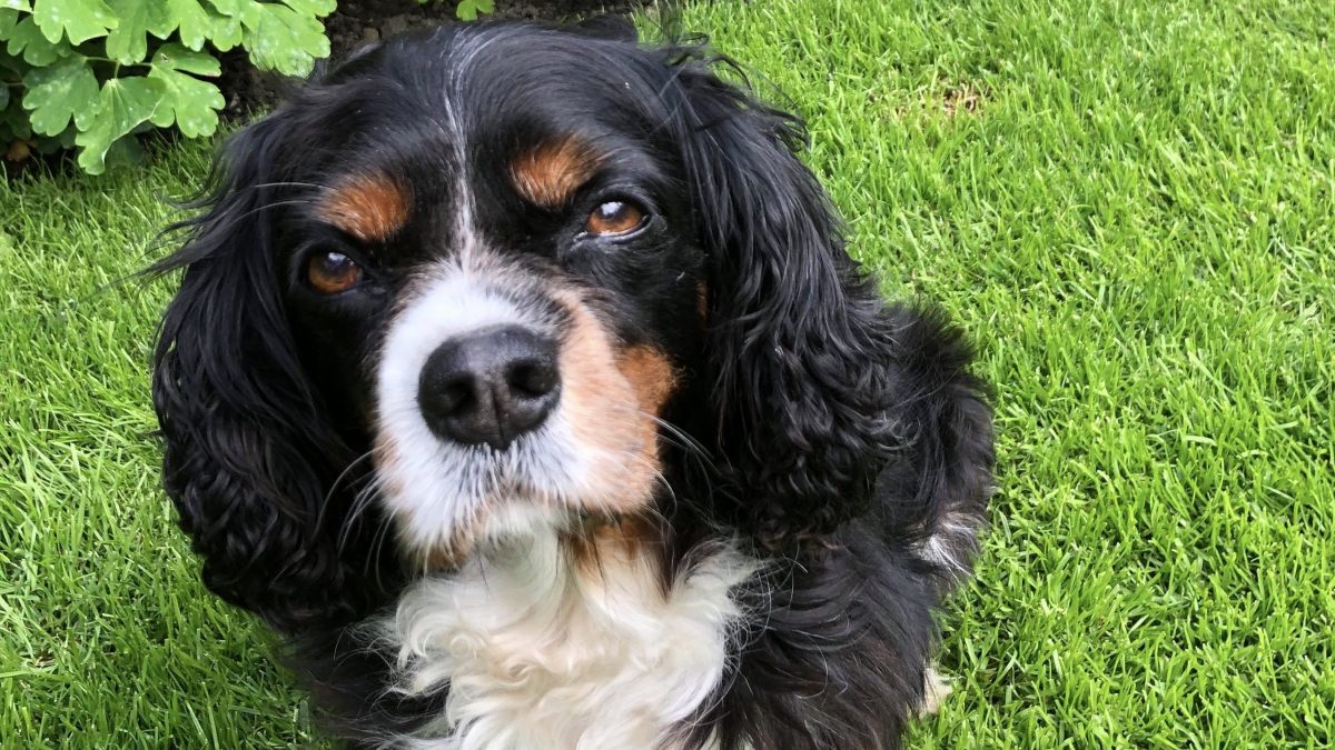 Lily Tricolour Cavalier King Charles age 10