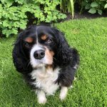 Lily Tricolour Cavalier King Charles age 10