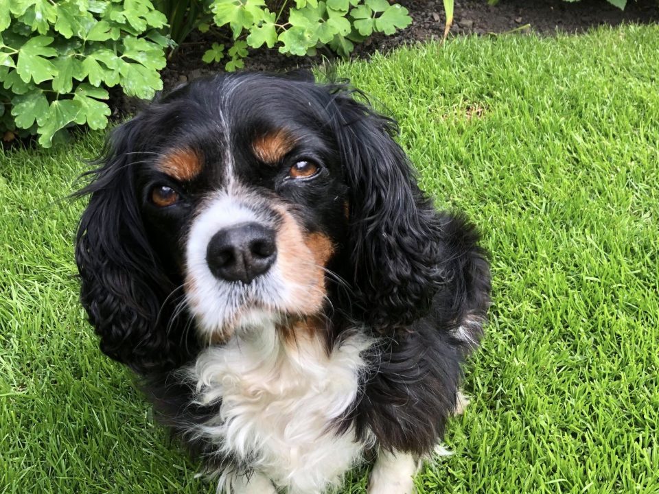 Lily Tricolour Cavalier King Charles age 10