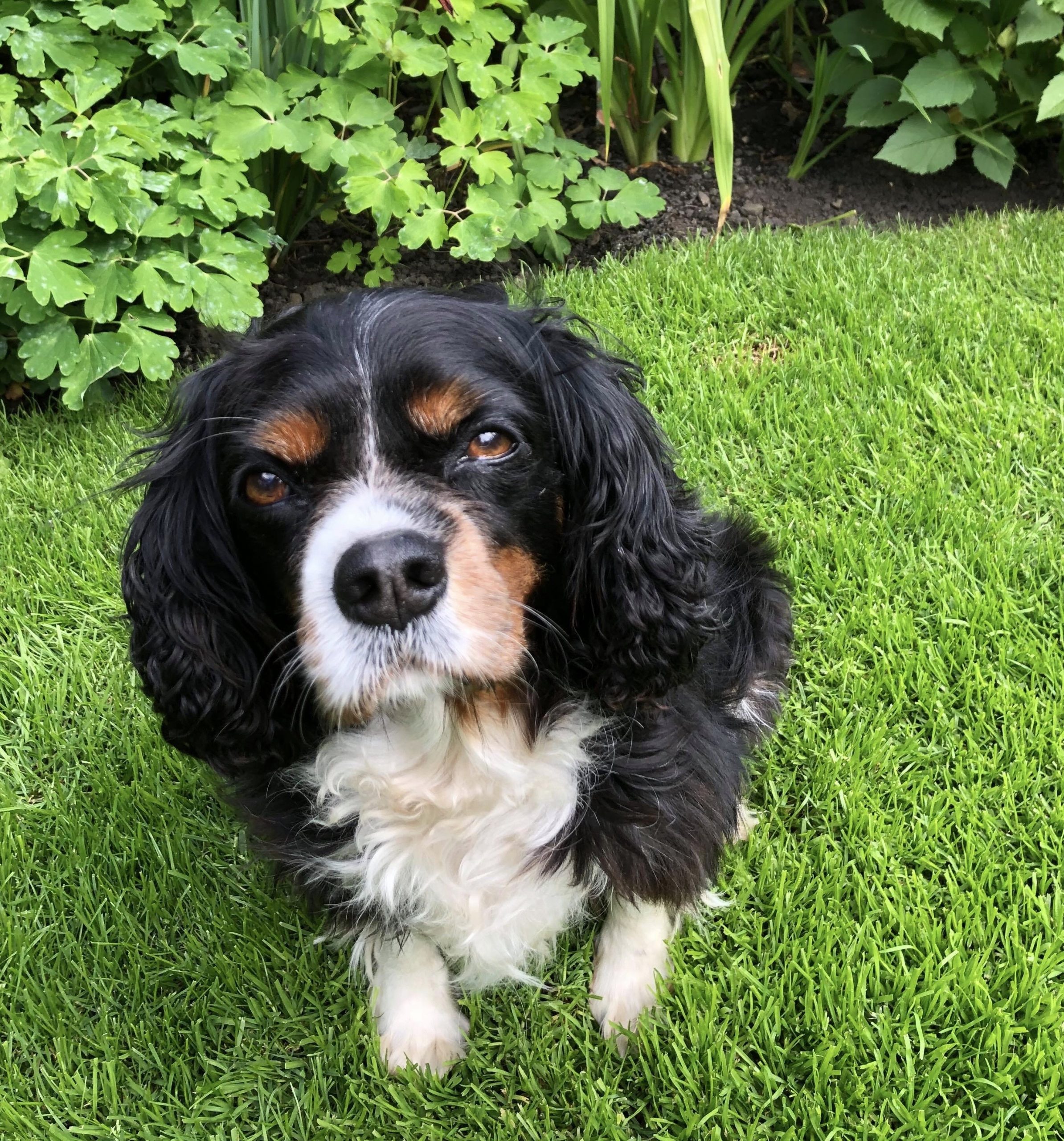 Lily Tricolour Cavalier King Charles age 10