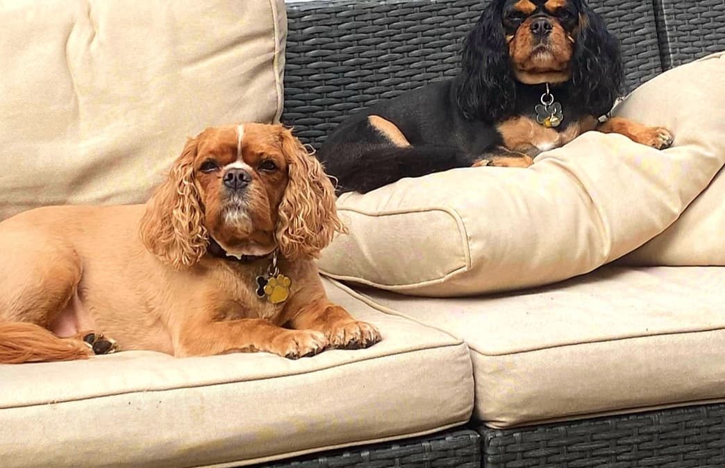 Rudy and Brodie Cavalier King Charles Spaniels age 5 and 6 years