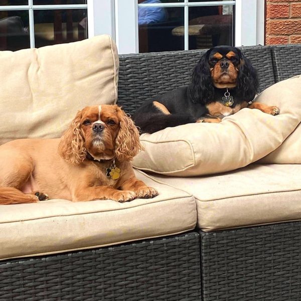 Rudy and Brodie Cavalier King Charles Spaniels age 5 and 6 years