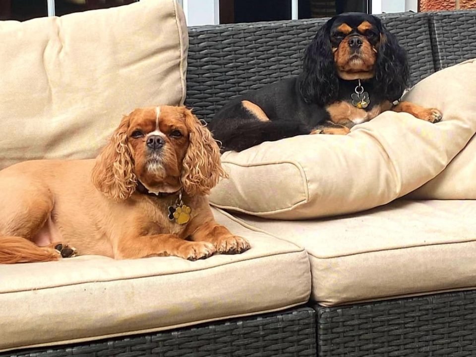 Rudy and Brodie Cavalier King Charles Spaniels age 5 and 6 years