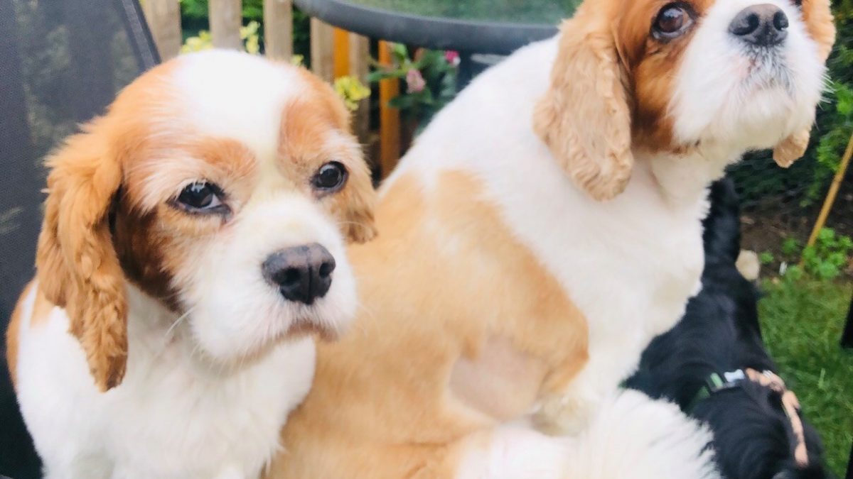 Trixie and Penny Blenheim Cavalier King Charles age 8 and 10 years