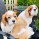 Trixie and Penny Blenheim Cavalier King Charles age 8 and 10 years