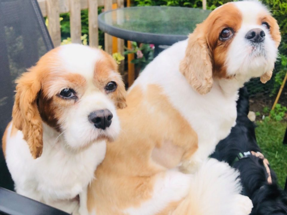 Trixie and Penny Blenheim Cavalier King Charles age 8 and 10 years