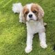 Ellie Cavalier King Charles Spaniel Blenheim age 5