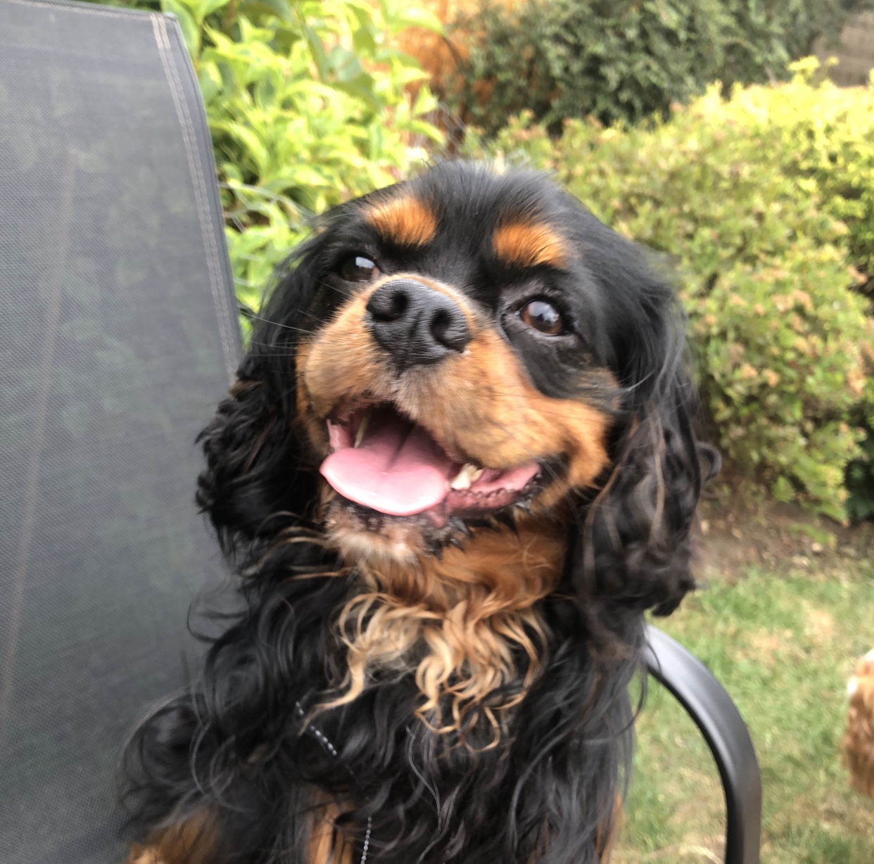Kobe Black and Tan age 14 months