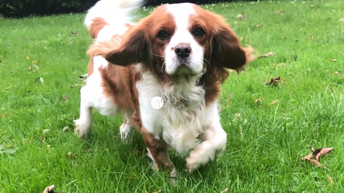 Marley Cavalier King Charles Spaniel Blenheim age 3