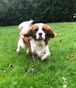 Marley Cavalier King Charles Spaniel Blenheim age 3