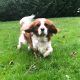 Marley Cavalier King Charles Spaniel Blenheim age 3