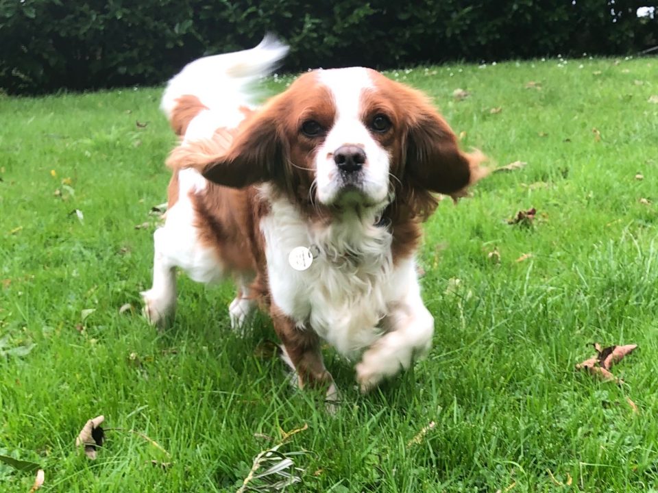 Marley Cavalier King Charles Spaniel Blenheim age 3