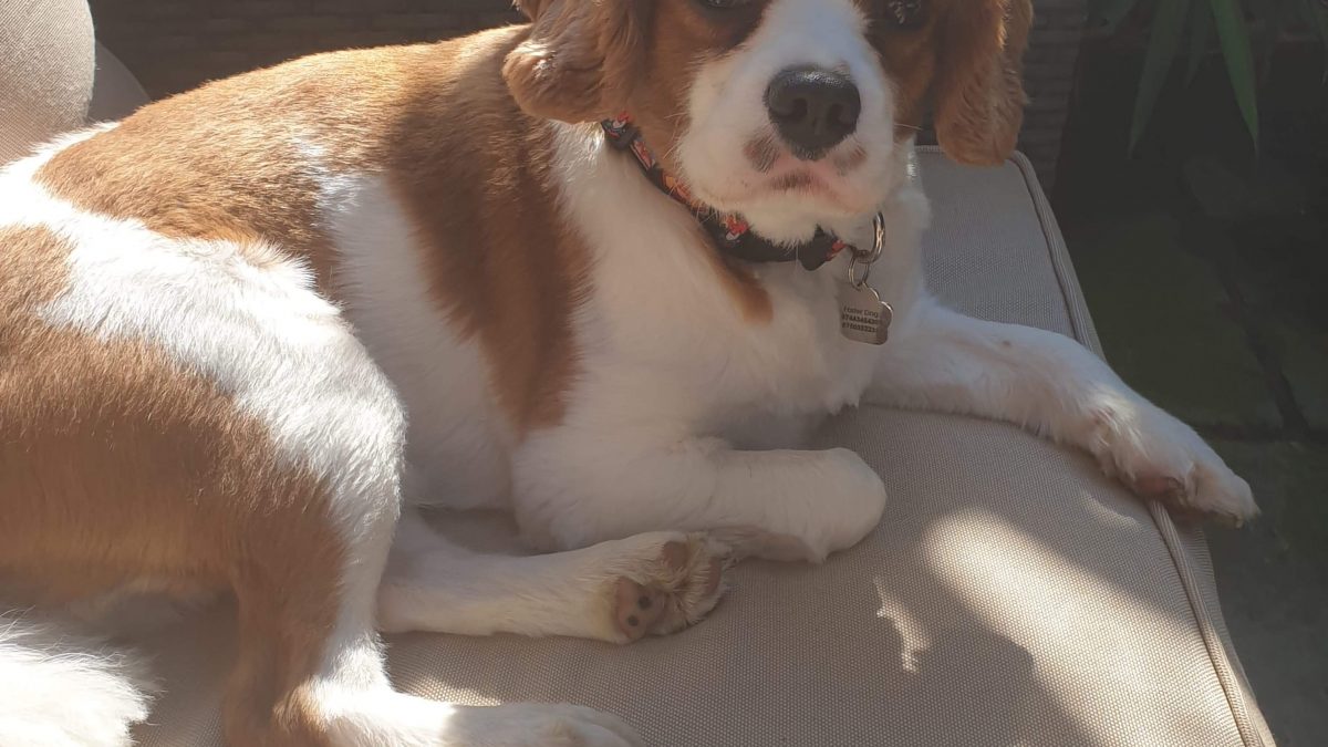 Louis Available for Adoption age 2 Blenheim Cavalier King Charles Spaniel