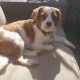 Louis Available for Adoption age 2 Blenheim Cavalier King Charles Spaniel