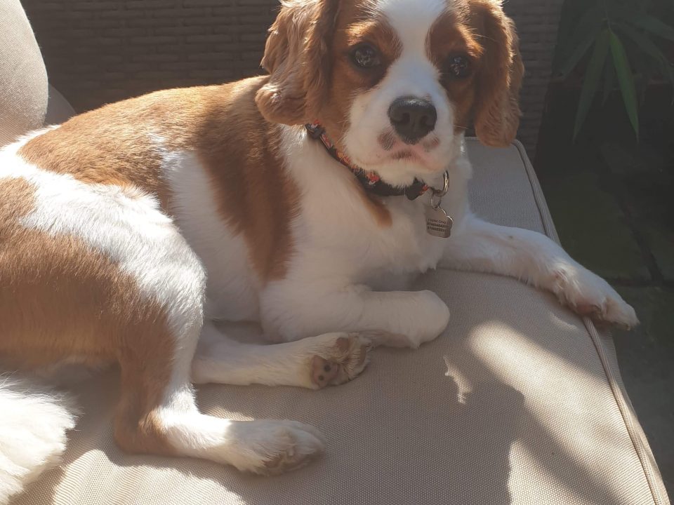 Louis Available for Adoption age 2 Blenheim Cavalier King Charles Spaniel