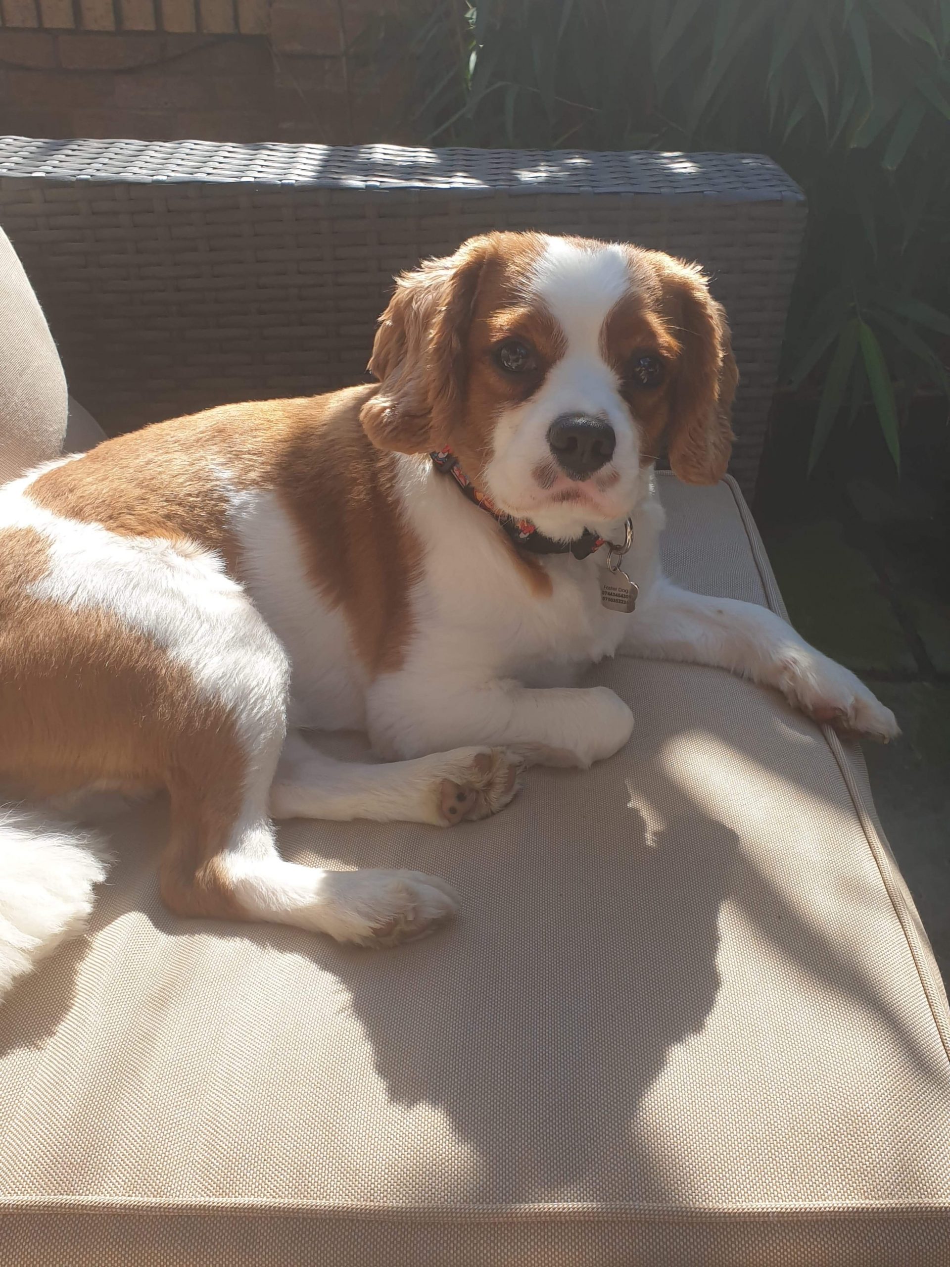 Louis Available for Adoption age 2 Blenheim Cavalier King Charles Spaniel