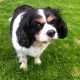 Harvey Cavalier King Charles Age 11 Tricolour