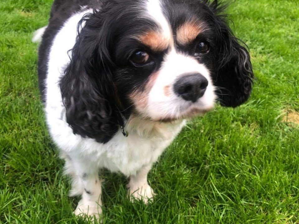 Harvey Cavalier King Charles Age 11 Tricolour