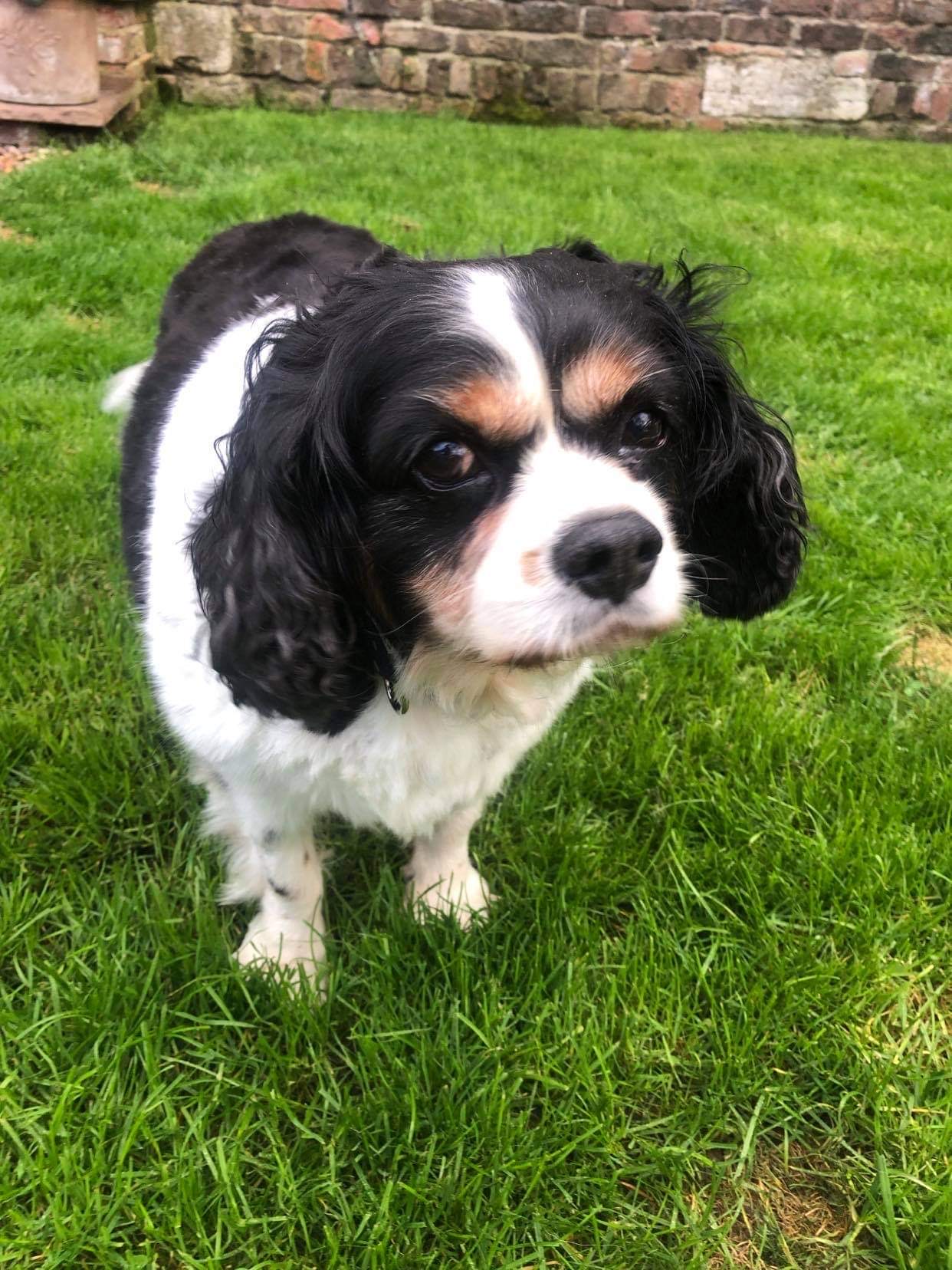Harvey Cavalier King Charles Age 11 Tricolour
