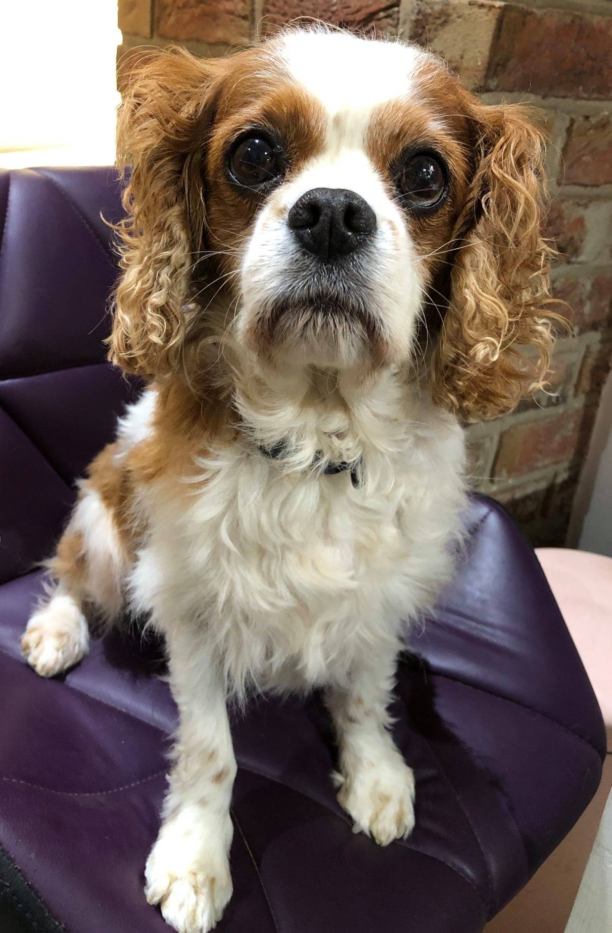 Benji available for adoption Blenheim 11 years old