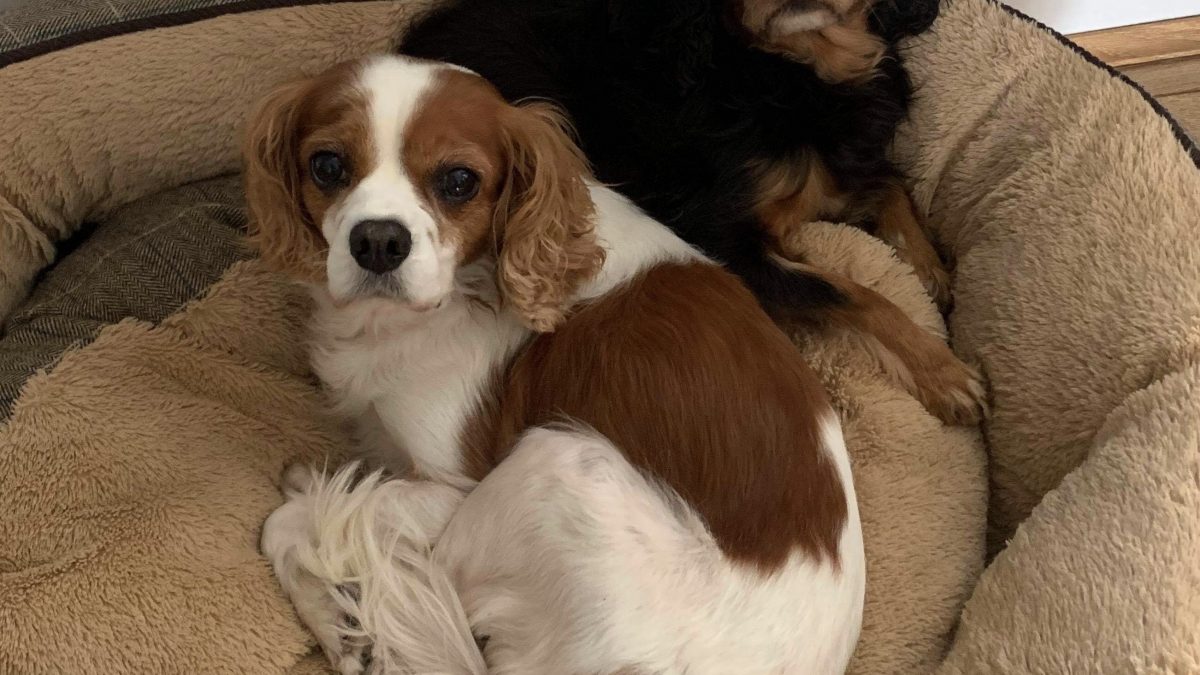 Jade and Sheena Blenheim and Black and Tan Cavaliers available for adoption
