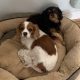 Jade and Sheena Blenheim and Black and Tan Cavaliers available for adoption