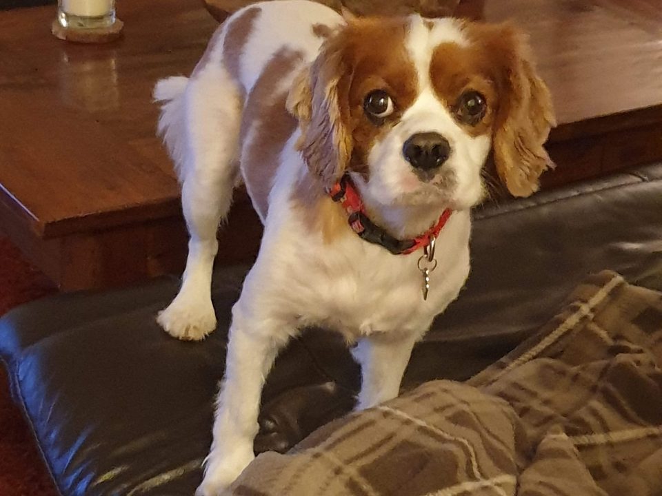 waggle tails cavalier rescue