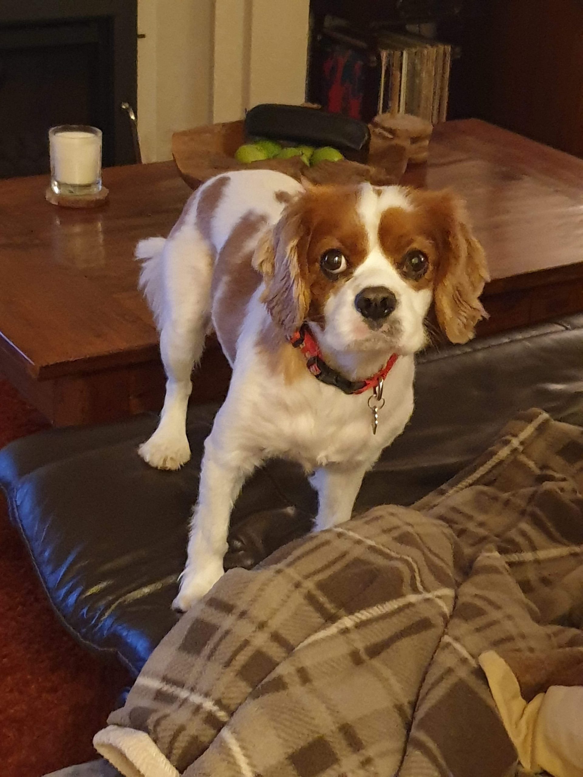 Charlie Cavalier age 8 Blenheim