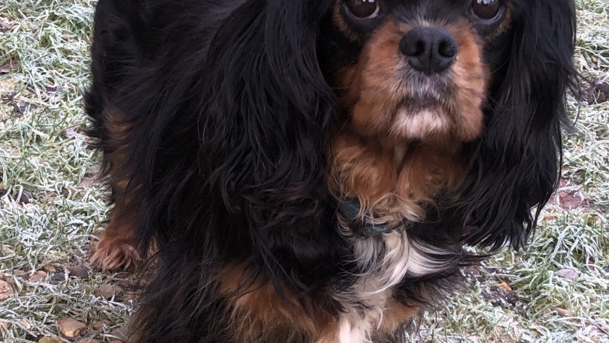 Buddy Cavalier King Charles on grass