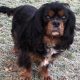 Buddy Cavalier King Charles on grass