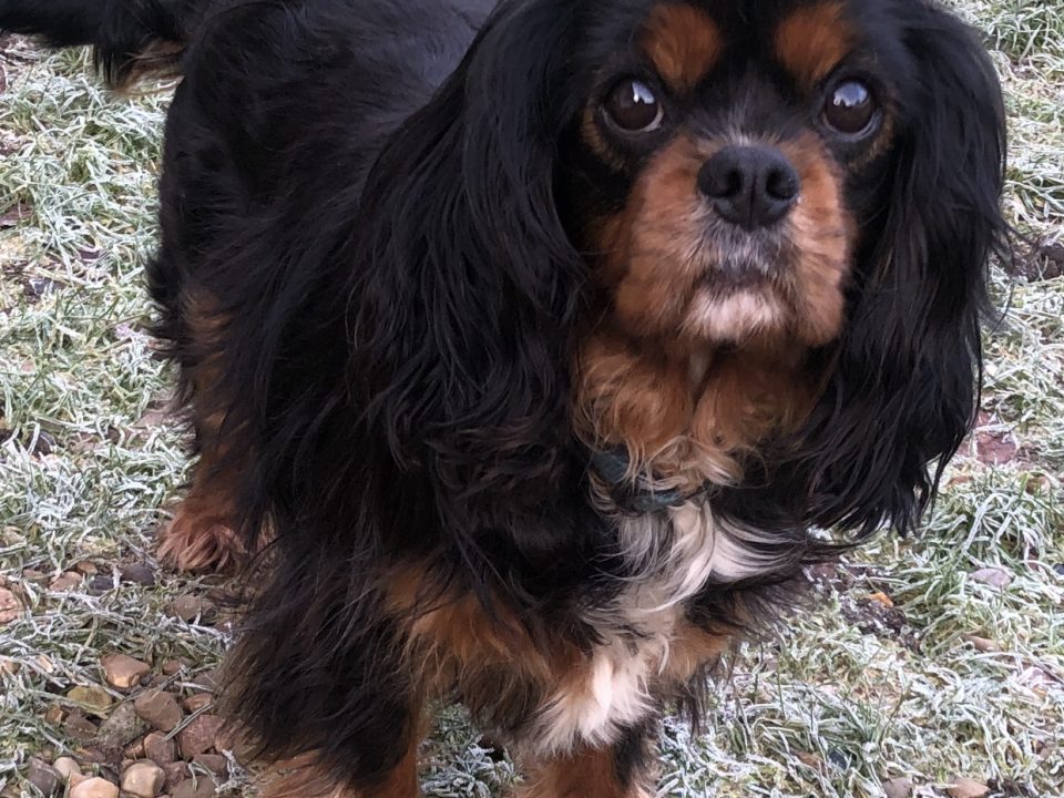 Buddy Cavalier King Charles on grass