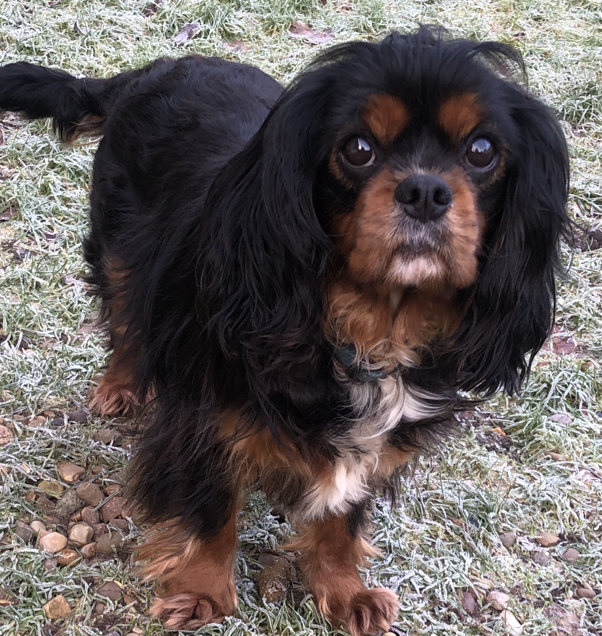 Buddy Cavalier King Charles on grass