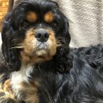 Buddy black and tan Cavalier King Charles age 4 for adoption