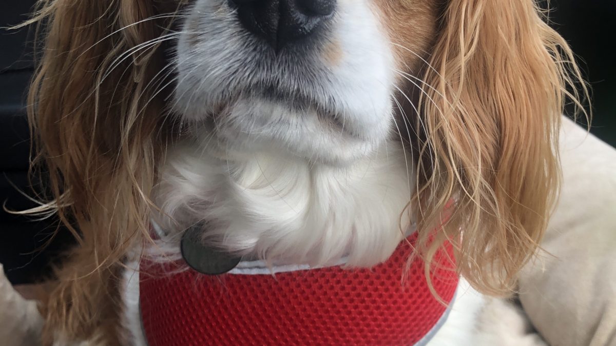 Sybil available for adoption Blenheim Cavalier age 6