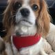 Sybil available for adoption Blenheim Cavalier age 6