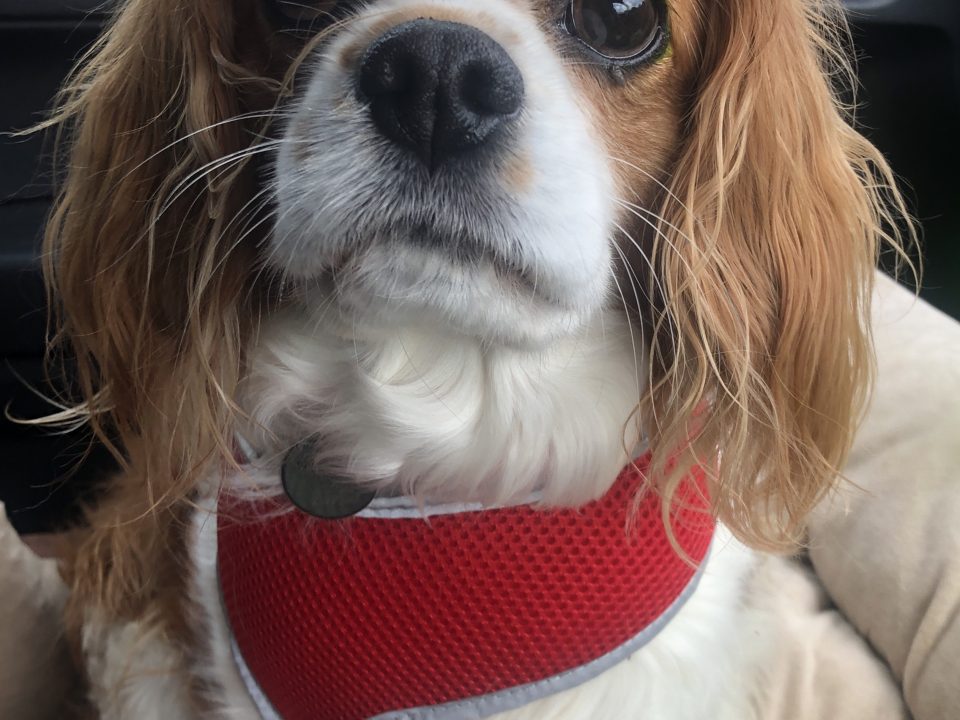 Sybil available for adoption Blenheim Cavalier age 6