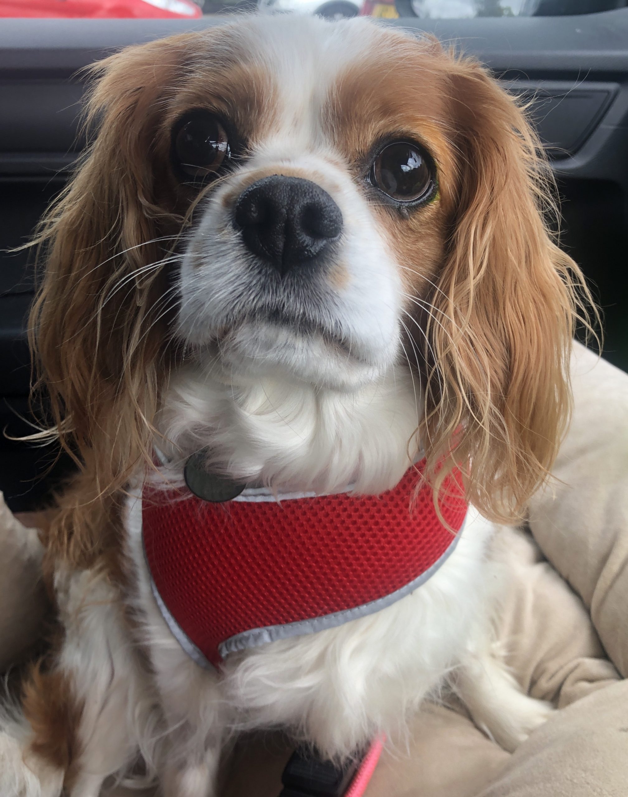 Sybil available for adoption Blenheim Cavalier age 6