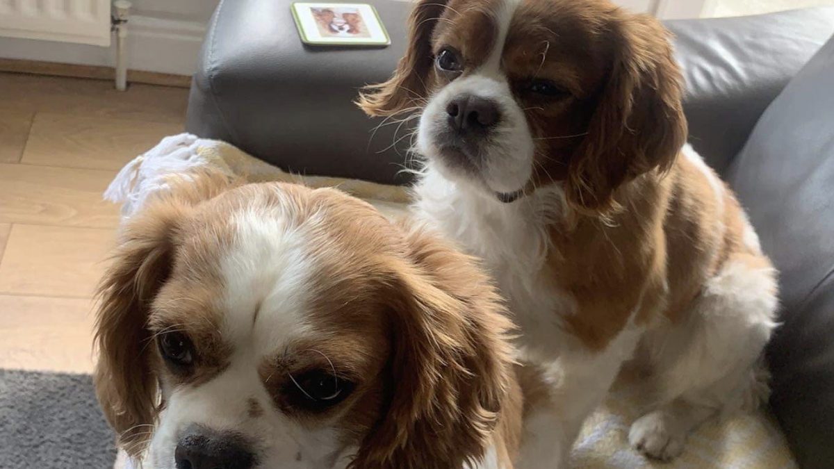 Barney and Buster Cavalier King Charles Spaniels available for adoption