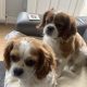 Barney and Buster Cavalier King Charles Spaniels available for adoption