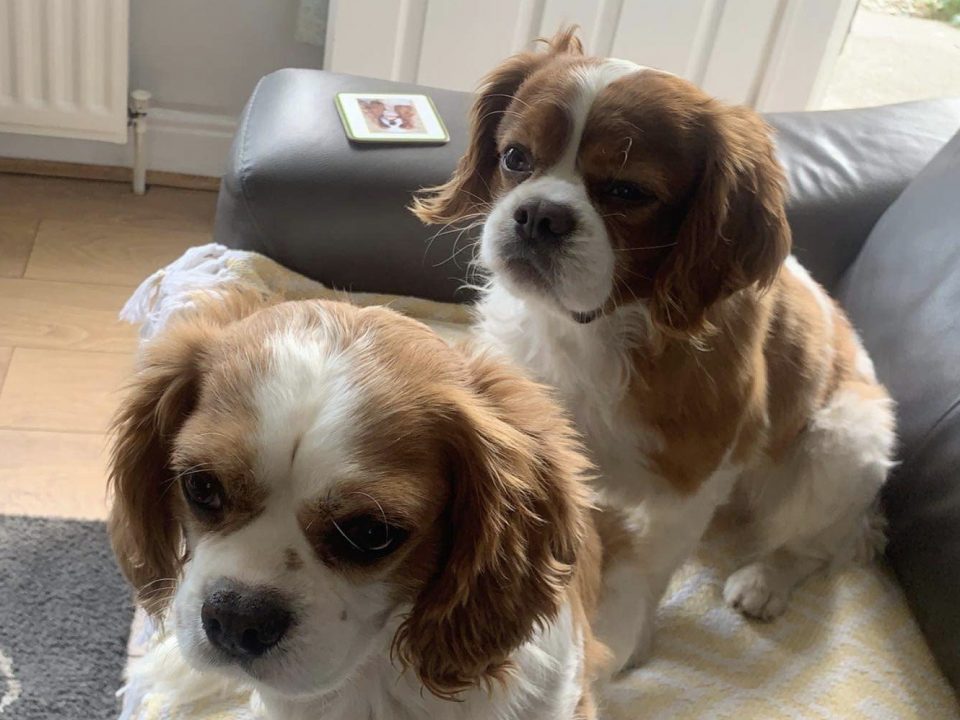 Barney and Buster Cavalier King Charles Spaniels available for adoption