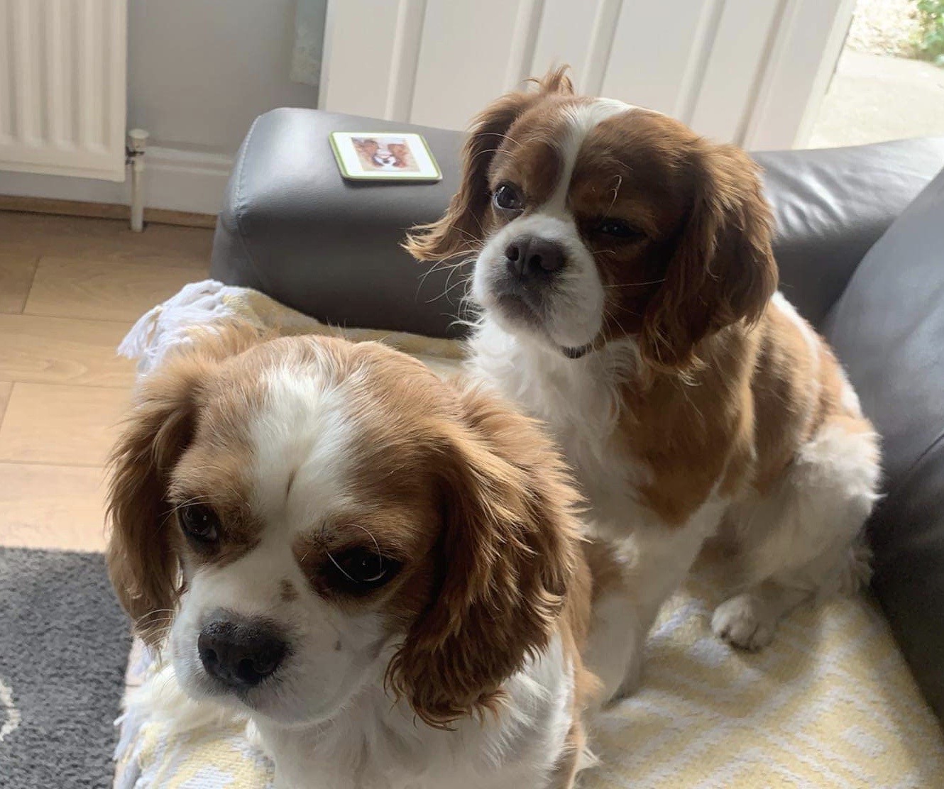 Barney and Buster Cavalier King Charles Spaniels available for adoption