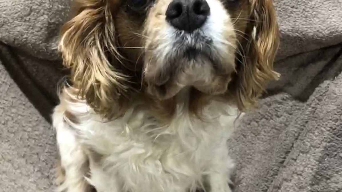 Nico age 11 years Blenheim Cavalier King Charles Spaniel