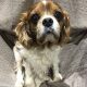 Nico age 11 years Blenheim Cavalier King Charles Spaniel